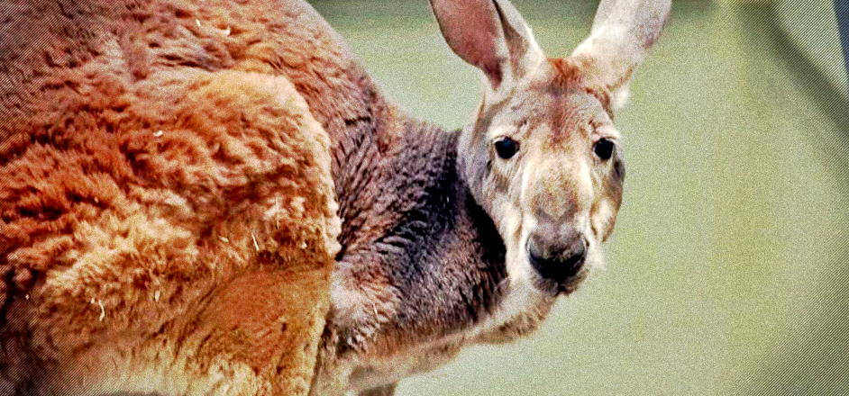 bronx kangaroo better health insurance