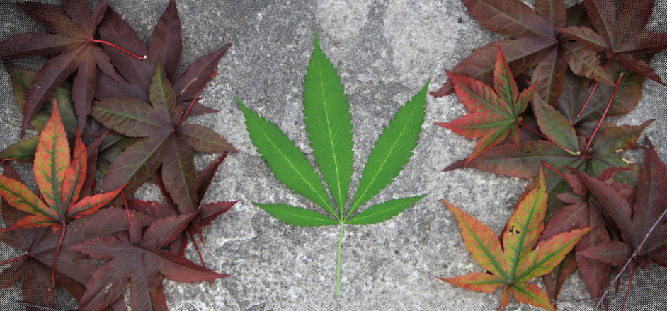 photo - cannabis - weed leaf