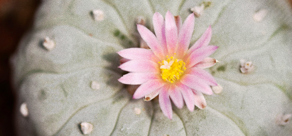 photo - peyote flower