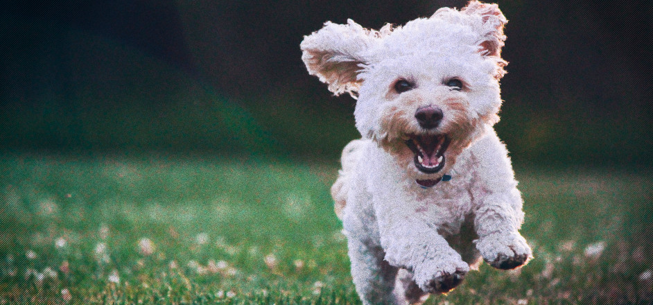 photo - happy dog