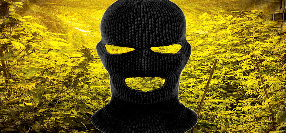 illegal weed dealer in colorado pot marijuana rooster magazine