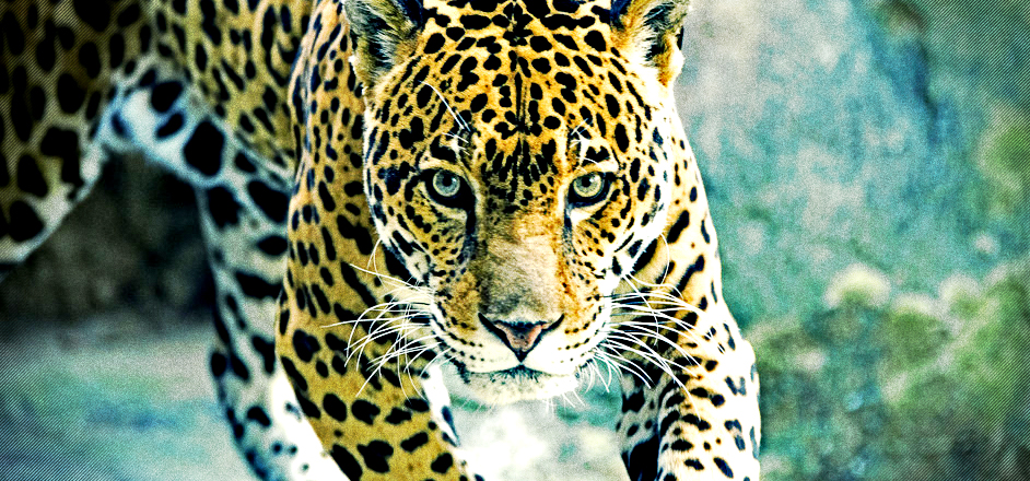jaguar calvin klein obsession