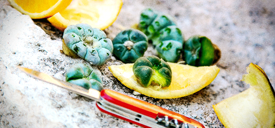 photo - cactus fruit