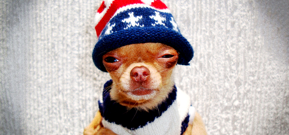 photo - chihuahua - stoned dog