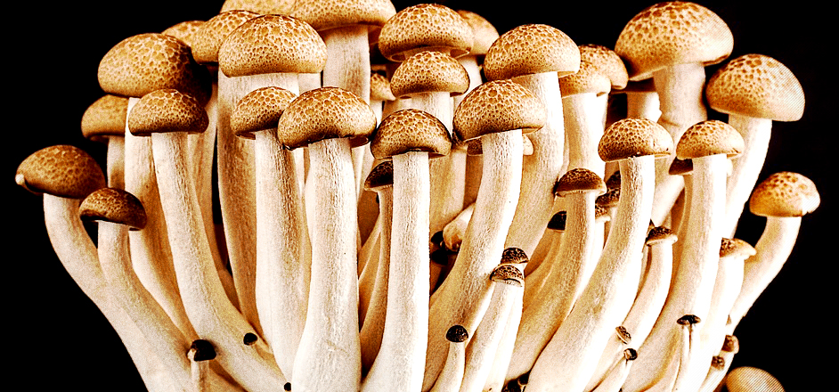 legalizing mushrooms in colorado