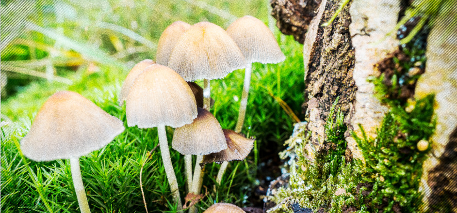 photo - liberty cap mushroom
