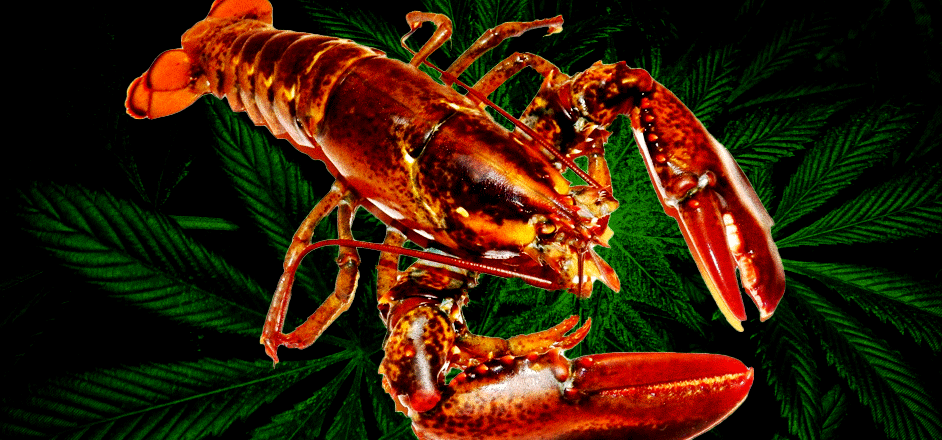 graphic - lobster and weed
