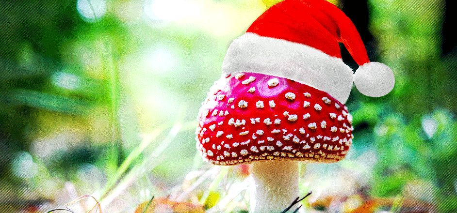 photo - santa claus and magic mushrooms