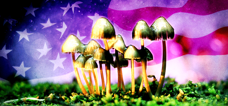 image - magic mushrooms