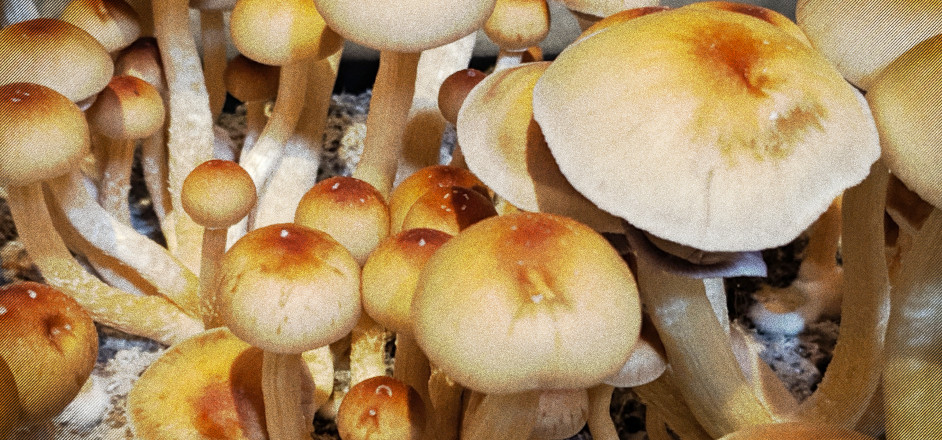 photo - Magic mushrooms in Denver