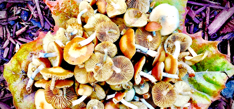 photo - psychedelic mushrooms