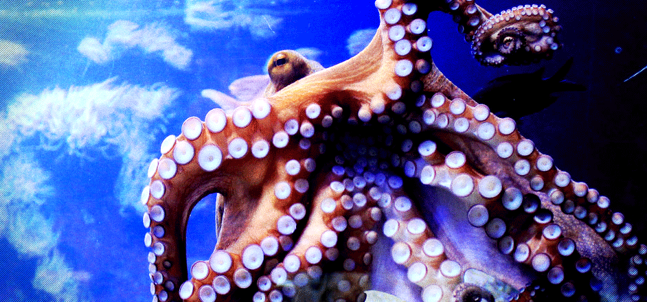 photo - octopus