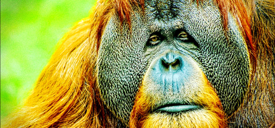 orangutans use medicine