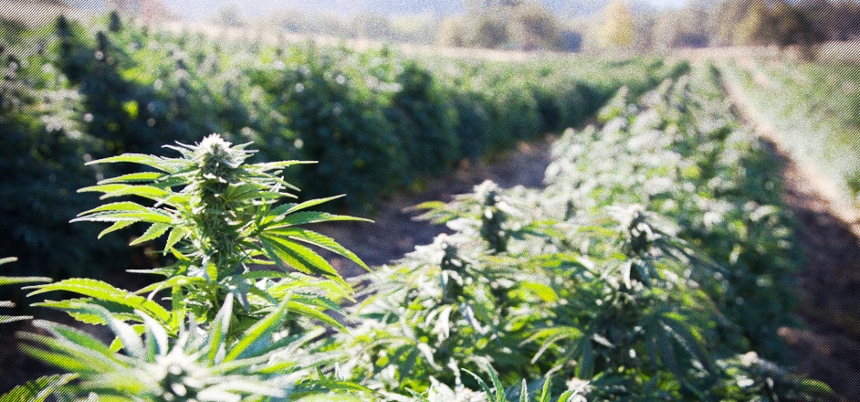 photo - Oregon cannabis field