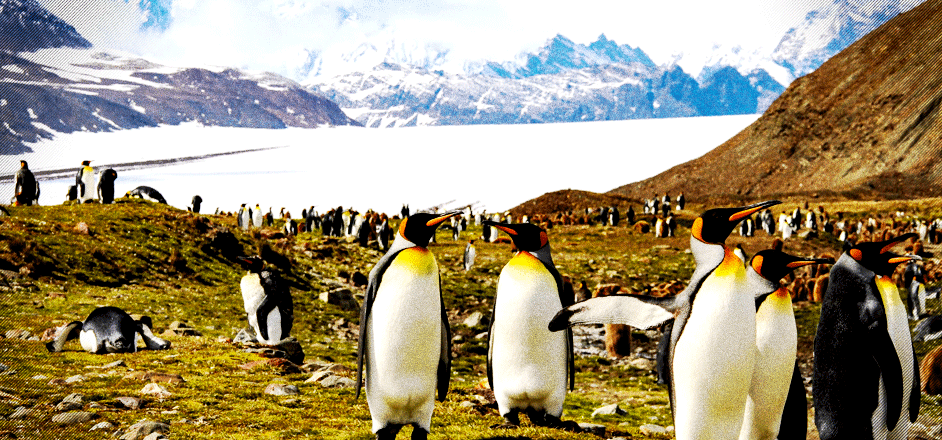 photo- king penguins