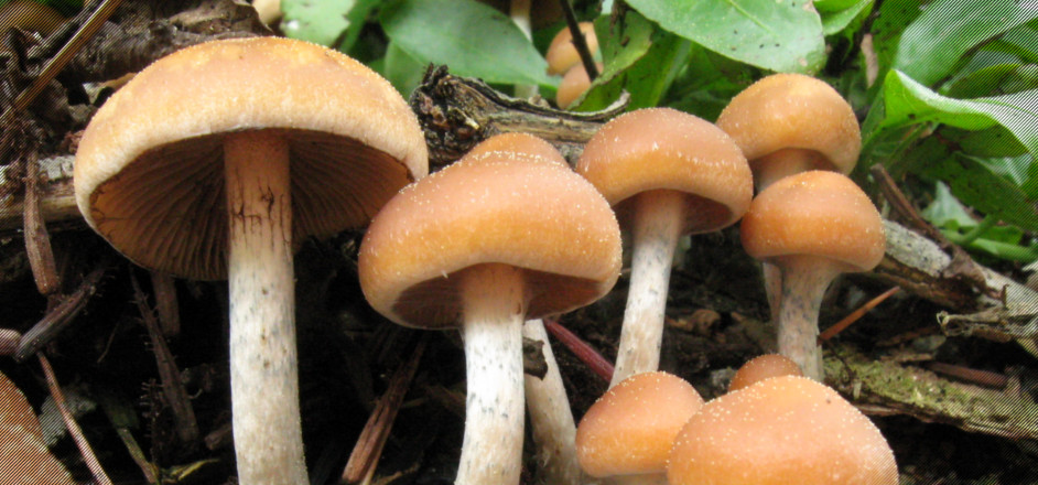 photo - psilocybe cyanofriscosa mushrooms