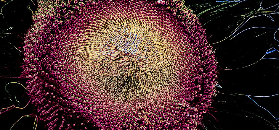 photo - psychedelic iowa sunflower