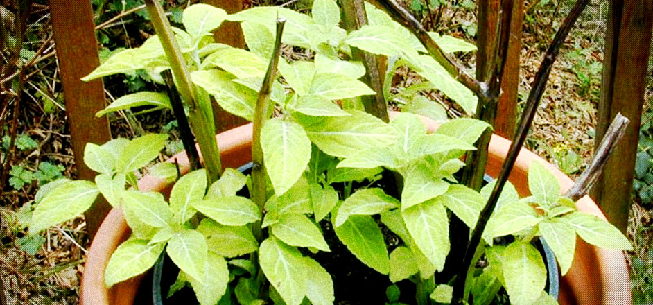 photo - Salvia plant