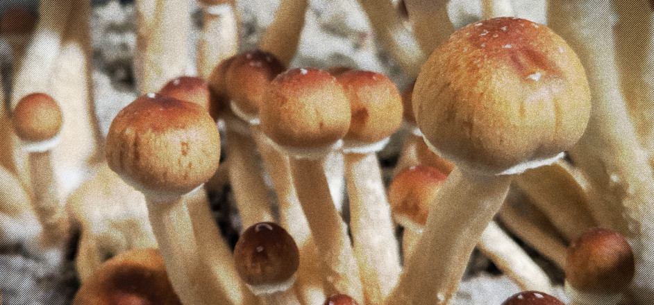 photo - psilocybin mushrooms
