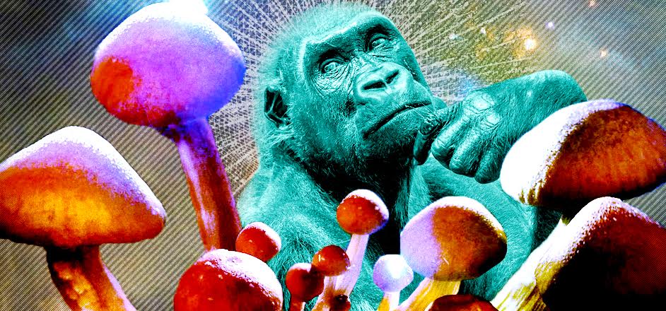 stoned ape theory mckenna