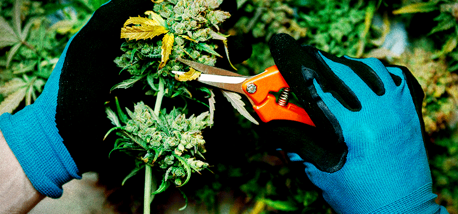 photo - black market cannabis grow trimmer