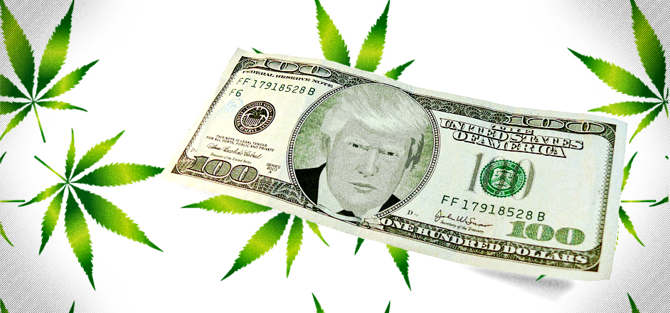 trump backs legalized weed