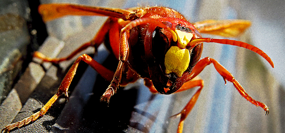 wasp