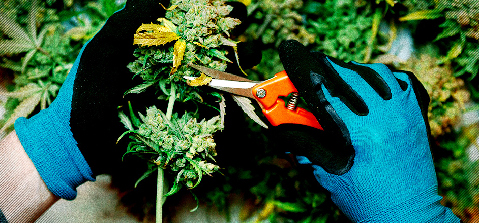 photo - Colorado hands trimming marijuana