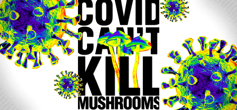 Magic mushrooms, covid, rooster magazine, psilocybin