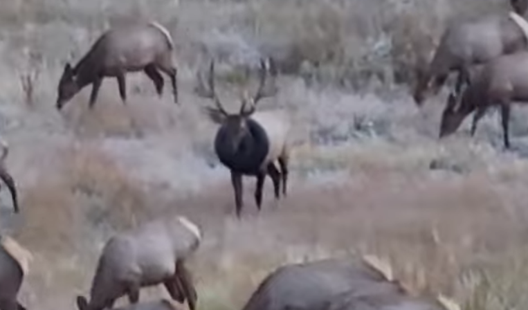 elk, tire, wildlife, colorado