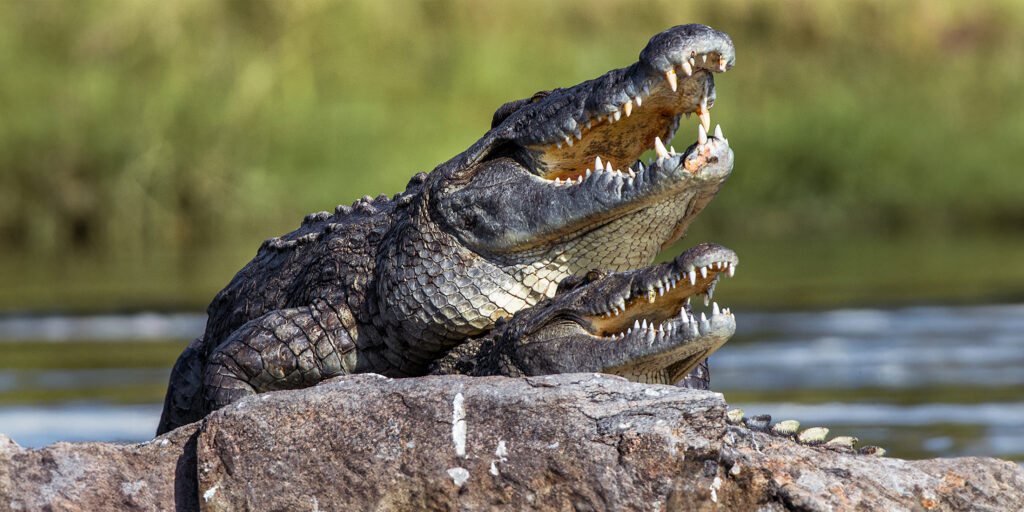 Overhead Helicopters Make Australian Crocodiles Horny, Mating Frenzy ...